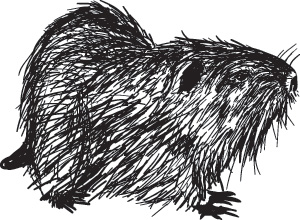 beaver1